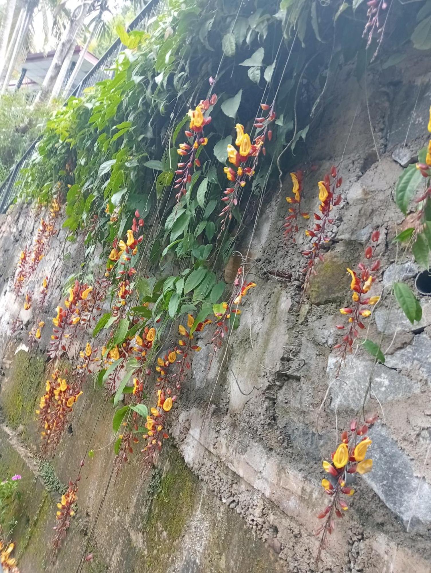 Cool Breeze View Bed & Breakfast Ella Bagian luar foto